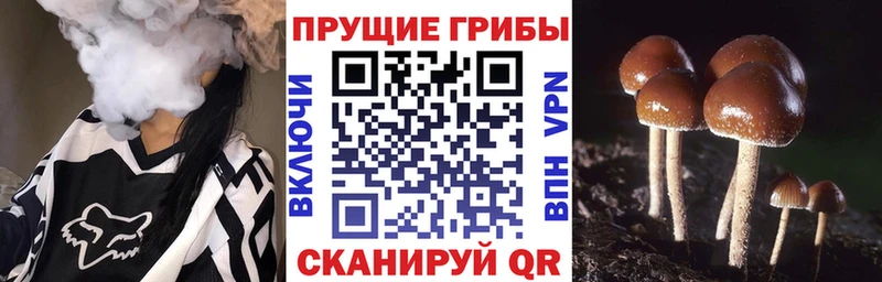 Галлюциногенные грибы Psilocybine cubensis цена наркотик мориарти наркотические препараты Иноземцево